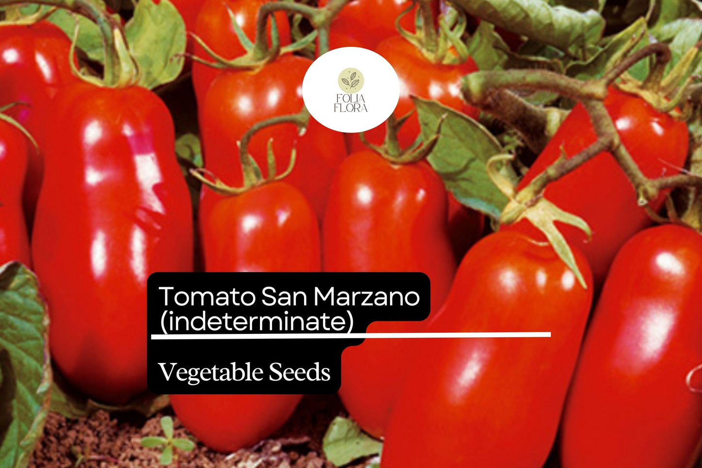 30 Seeds San Marzano Short Vine Tomato, Indeterminate Heirloom, Lycopersicon esculentum, Compact, Meaty, Low-Acidity