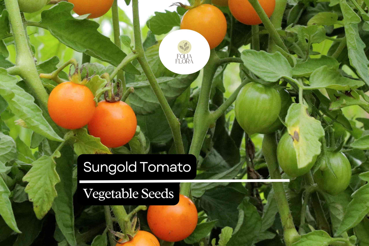 10 Seeds Sungold Tomato Hybrid Cherry Seeds – Vibrant Orange, Sweet, Prolific, Disease-Resistant Solanum lycopersicum for Gardens & Containers