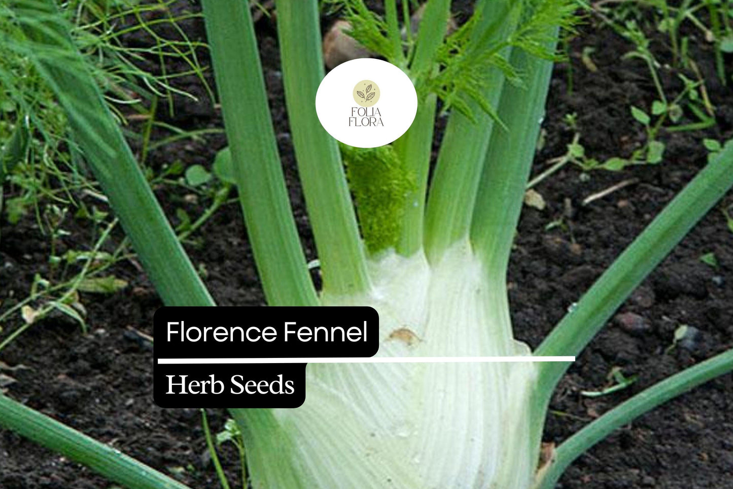Florence Fennel Seeds - Sweet Anise Flavor, Aromatic Herb, Culinary & Garden Use, Foeniculum vulgare var. azoricum, 300 Seeds