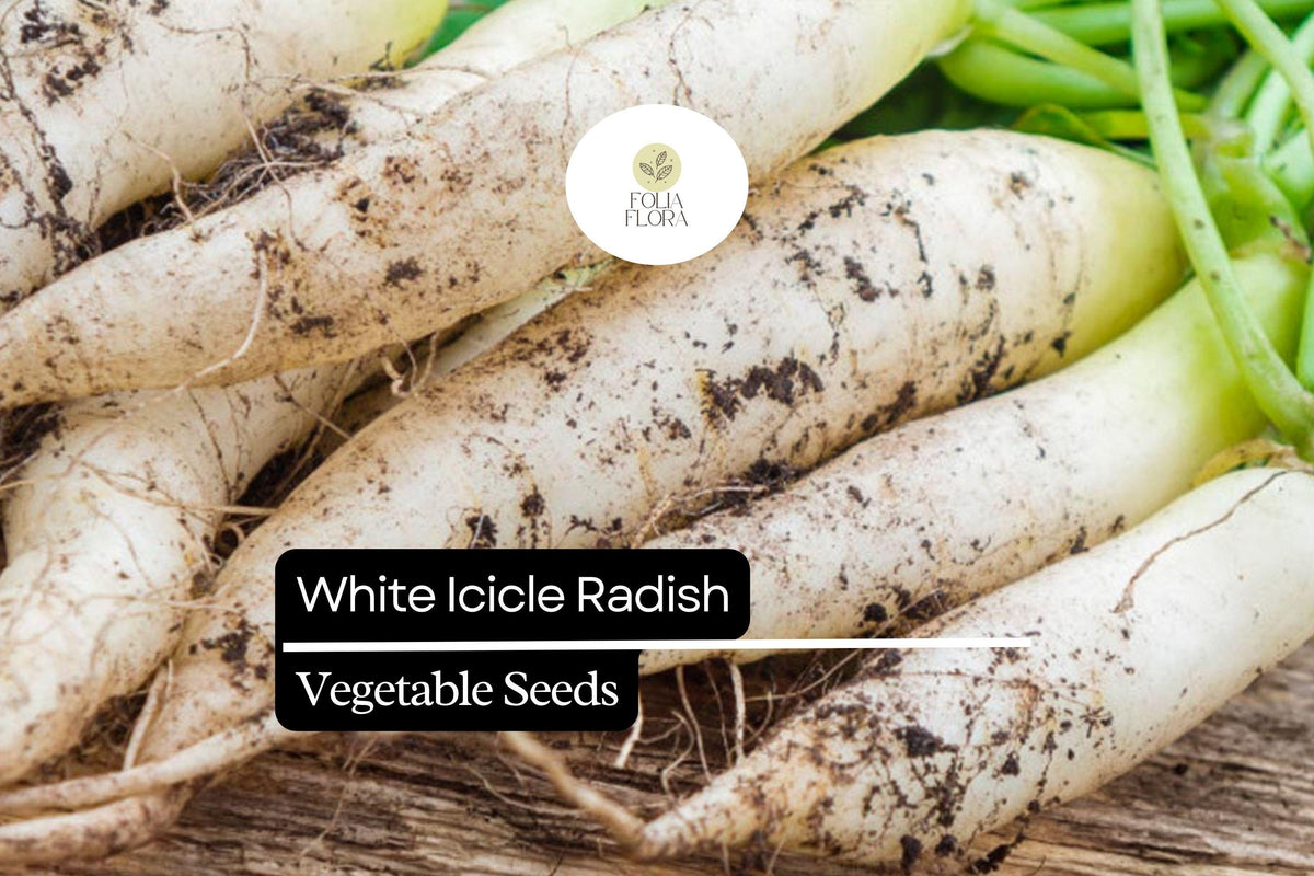 200 Seeds White Icicle Radish (Raphanus sativus) – Crisp, Mild, Fast-Growing White Radish Variety for Salad, Pickling & Container Gardening