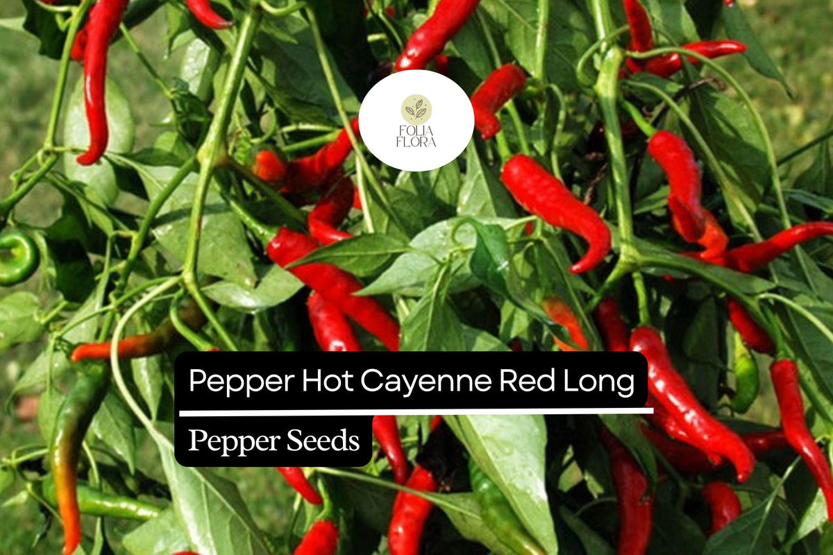 Cayenne Red Long Pepper Seeds | Hot Chili Pepper Non-GMO 300mg | Capsicum annuum for Hot Sauces & Drying
