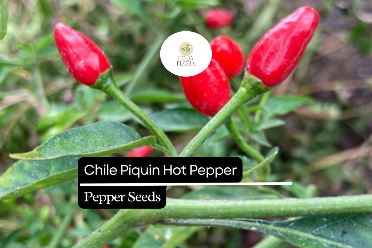Chile Piquin Hot Pepper Seeds | Heirloom, Non-GMO | Capsicum annuum | Fiery, Compact, Ornamental, 300mg Pack