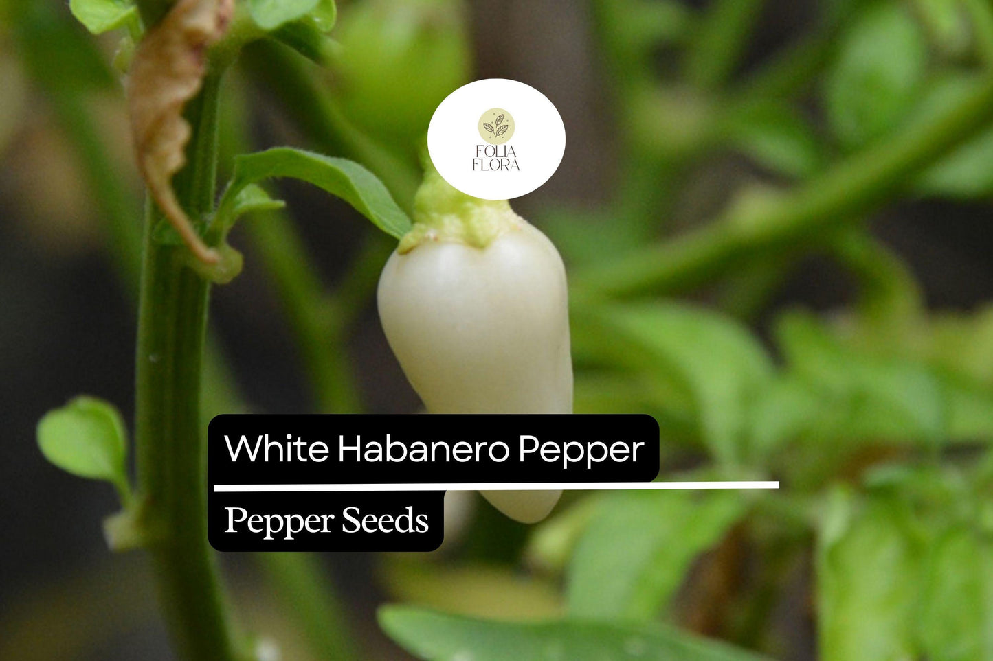 White Habanero Pepper Seeds - Rare Heirloom, Extra Spicy, Aromatic, Capsicum chinense, Creamy White Fruit