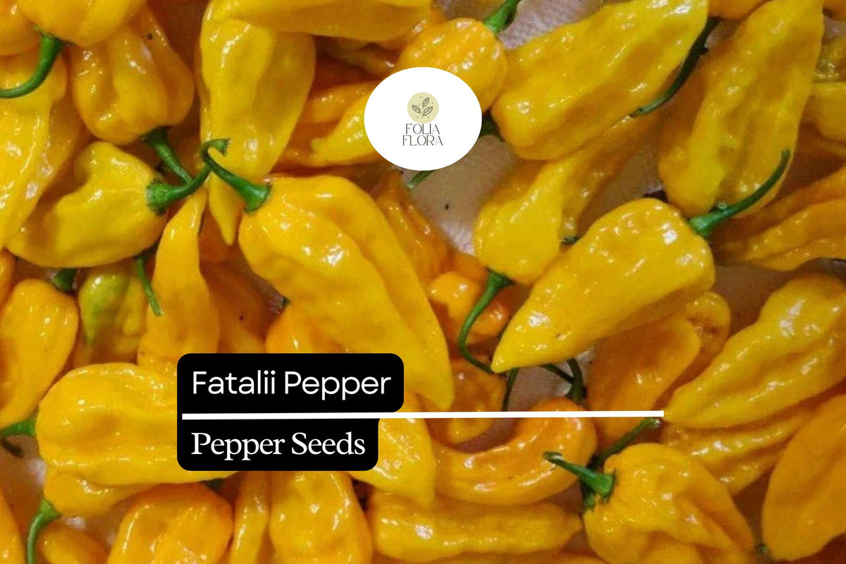 5 Seeds Fatalii Pepper Capsicum chinense, Yellow Hot Chili for Sauces, Salsas, Exotic Fruits