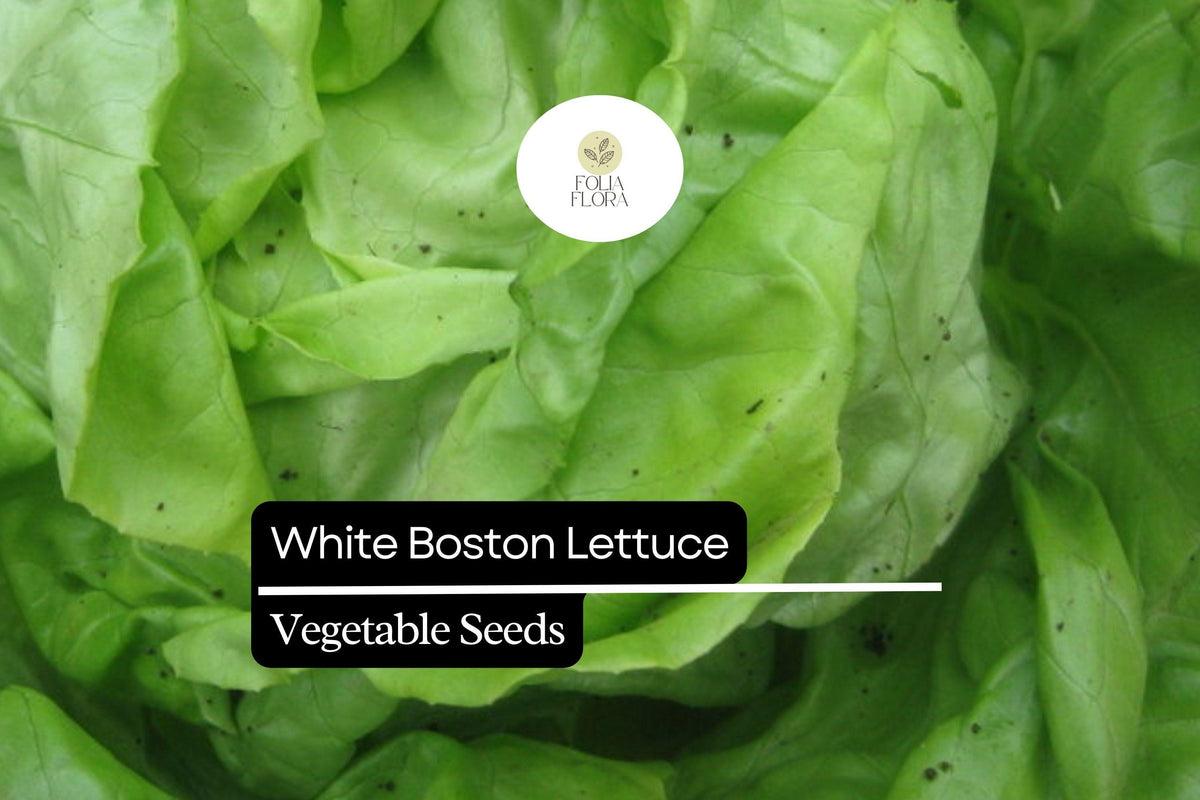 White Boston Lettuce Seeds – Butterhead Variety, Tender, Mild-Flavored, Loose Rosette, Lactuca sativa, 500 Seeds