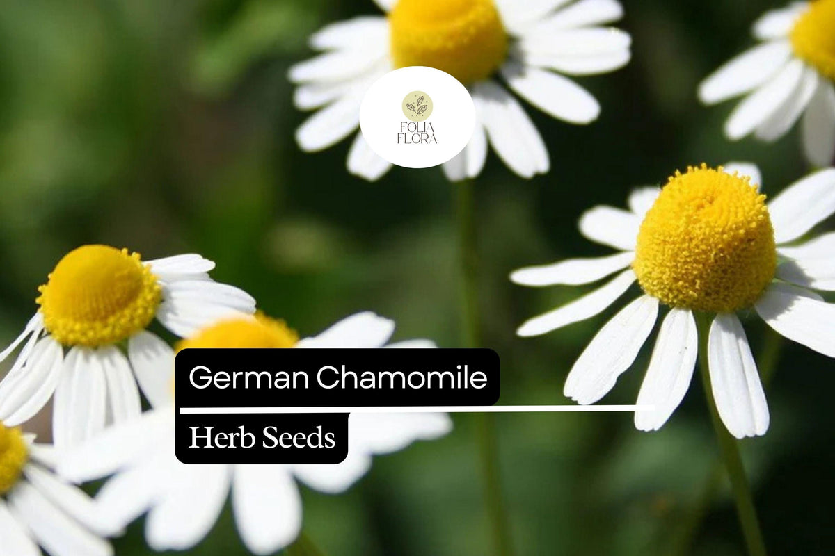 German Chamomile Seeds – 2500 Pack, Calming Herb with White and Yellow Flowers, Matricaria chamomilla for Tea, Aromatherapy & Pollinators