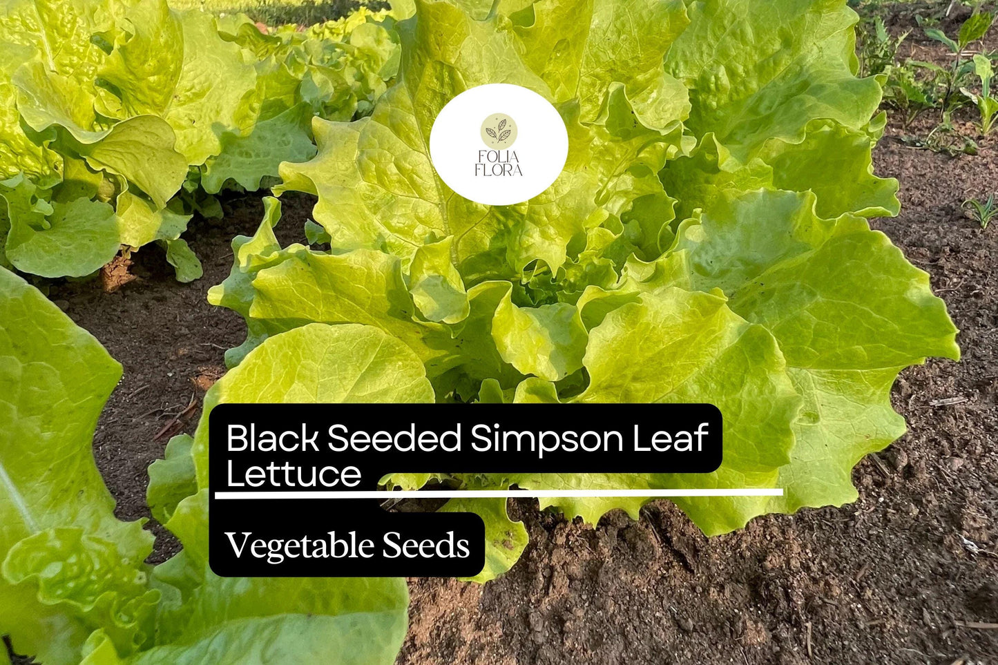 Black Seeded Simpson Lettuce Seeds | Heirloom, Non-GMO | Fast-Growing Loose-Leaf Lettuce Lactuca sativa
