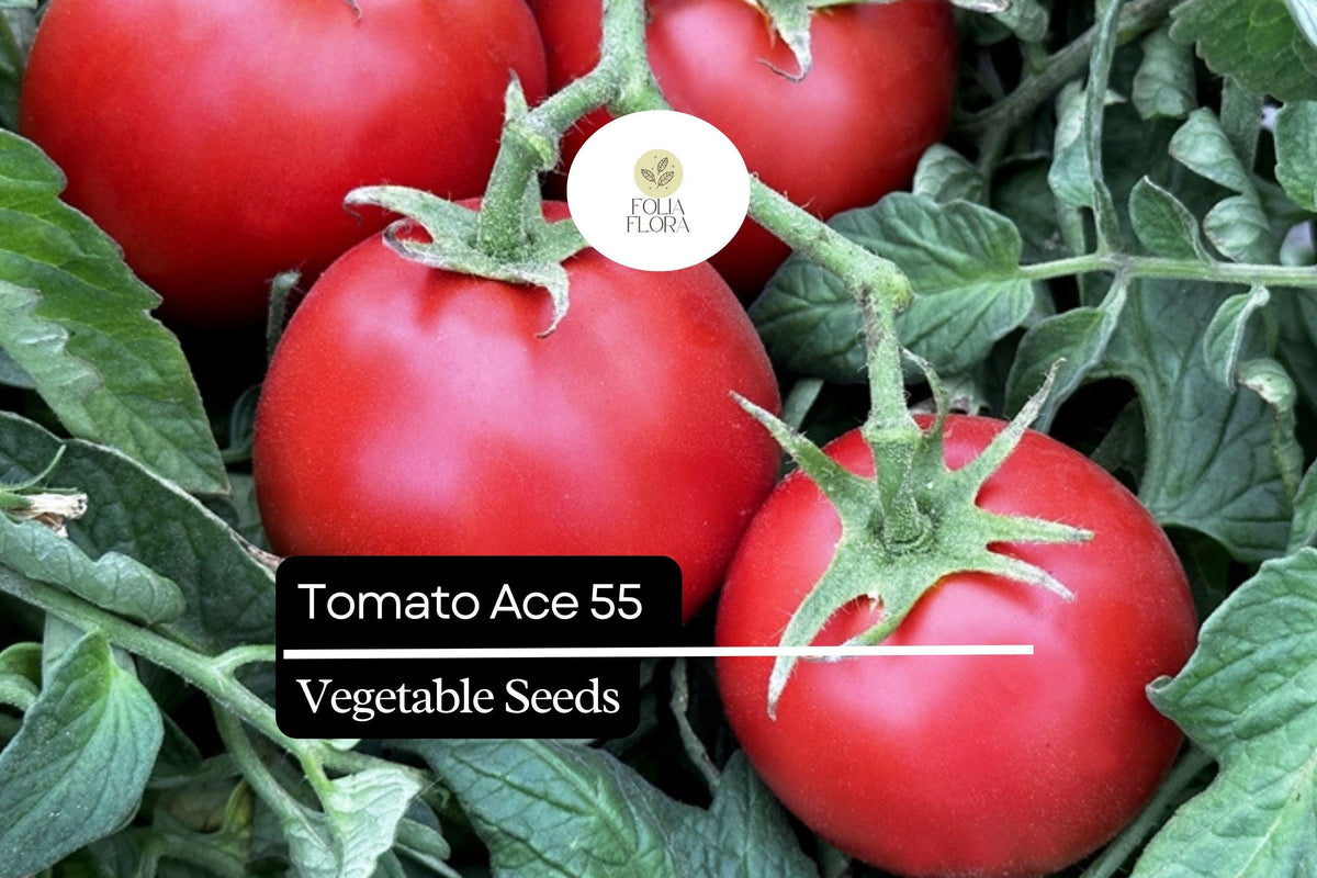 Tomato Seeds Ace 55 Heirloom Non-GMO Low-Acid Bright Red Solanum lycopersicum
