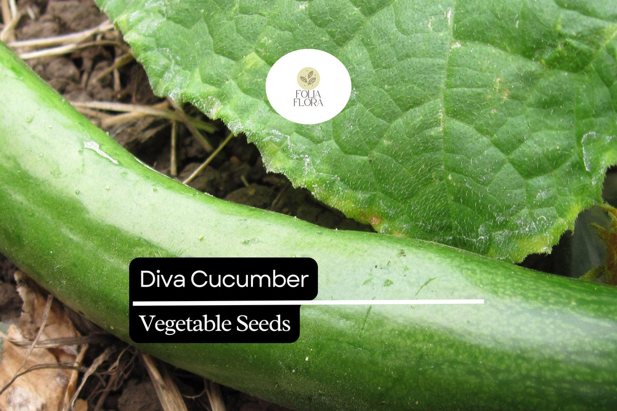 Diva Cucumber Seeds – Seedless, Burpless, Sweet, Crisp Hybrid – Cucumis sativus for Salad, Garden, Container Growing