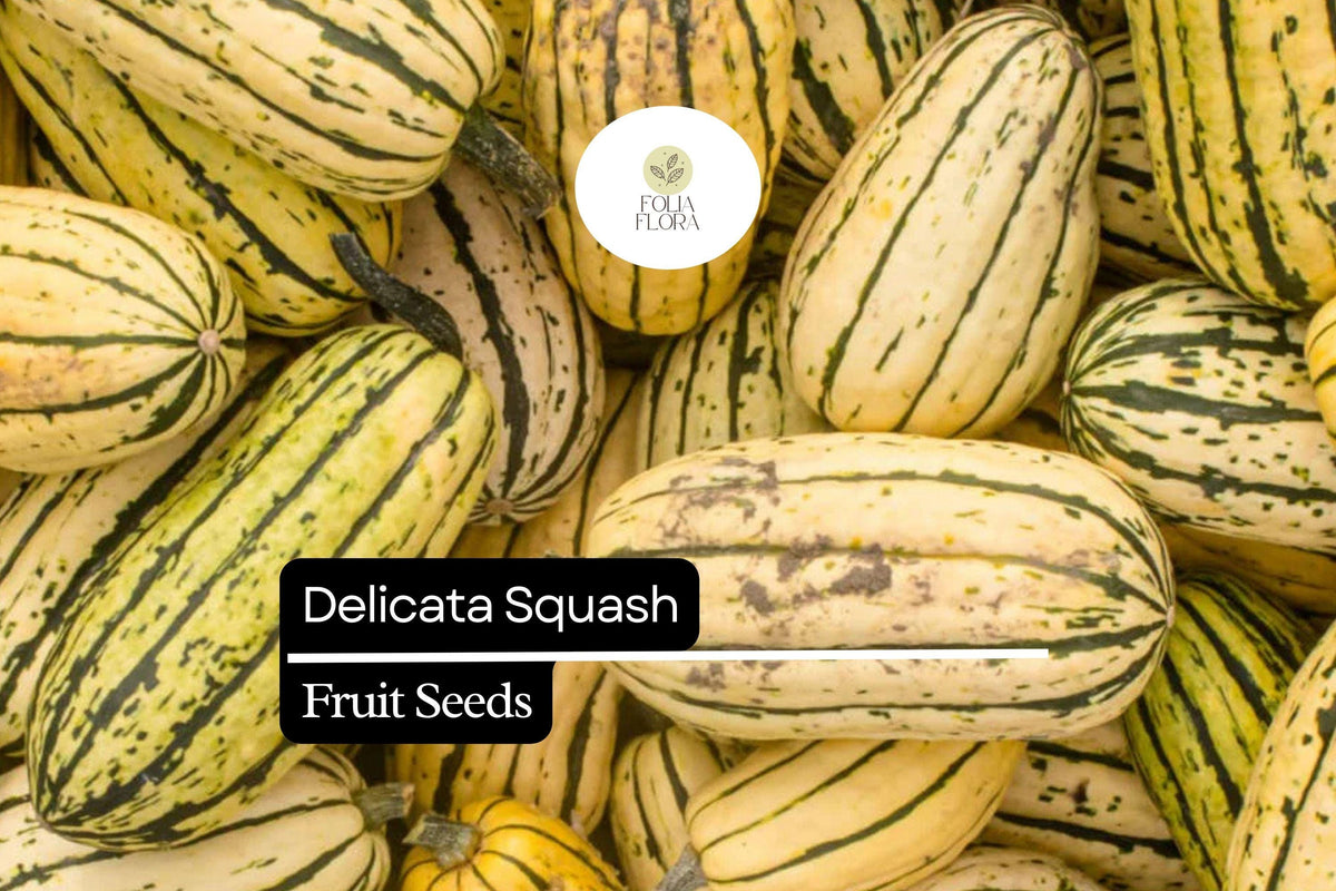 Delicata Squash Seeds – Heirloom Winter Squash with Sweet Nutty Flavor, Easy to Grow, 20 Seeds Cucurbita pepo