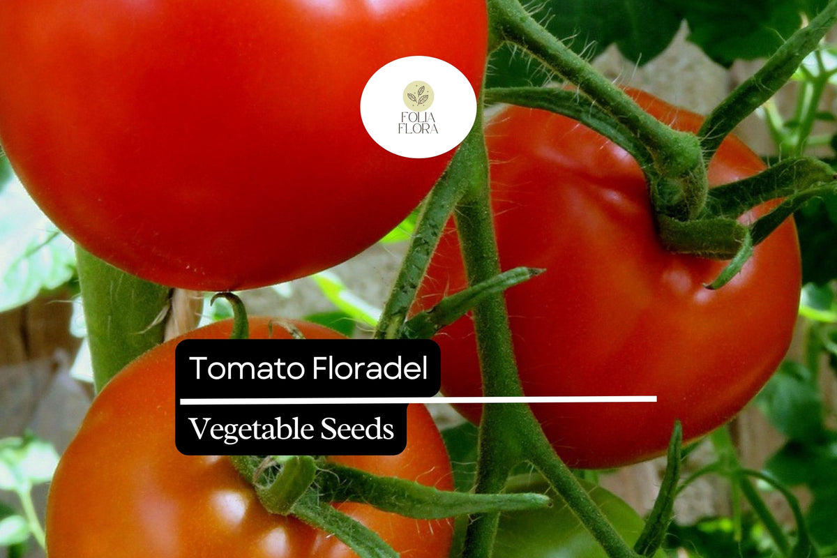 Floradel Tomato Seeds - Heirloom, Large Round Fruits, Non-GMO, Disease-Resistant, Solanum lycopersicum