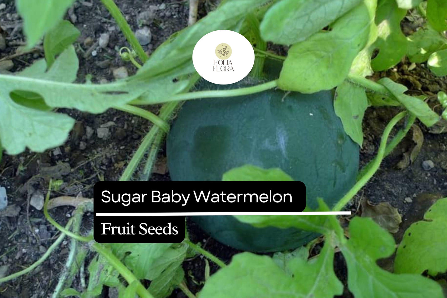 Sugar Baby Watermelon Seeds 1g | Heirloom, Compact, Non-GMO Citrullus lanatus