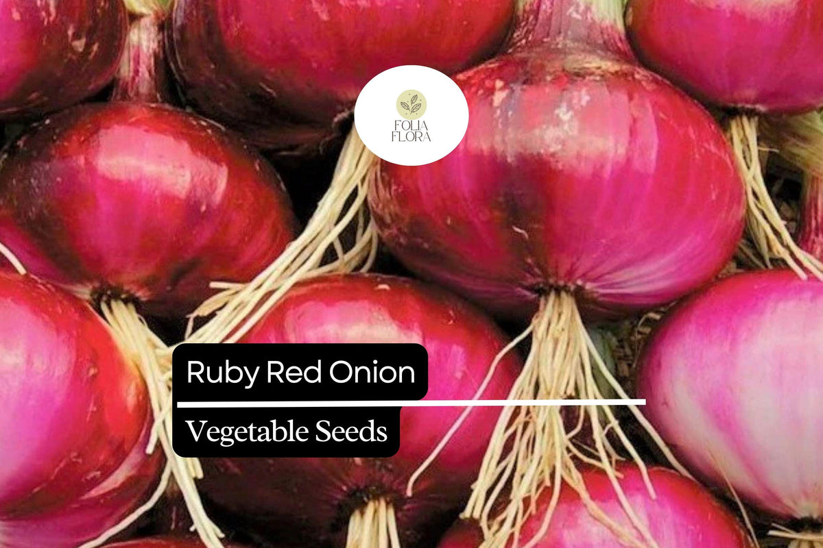 100 Ruby Red Onion Seeds – Sweet Red Garden Vegetable, Allium cepa, Crimson Skin, White-Purple Flesh