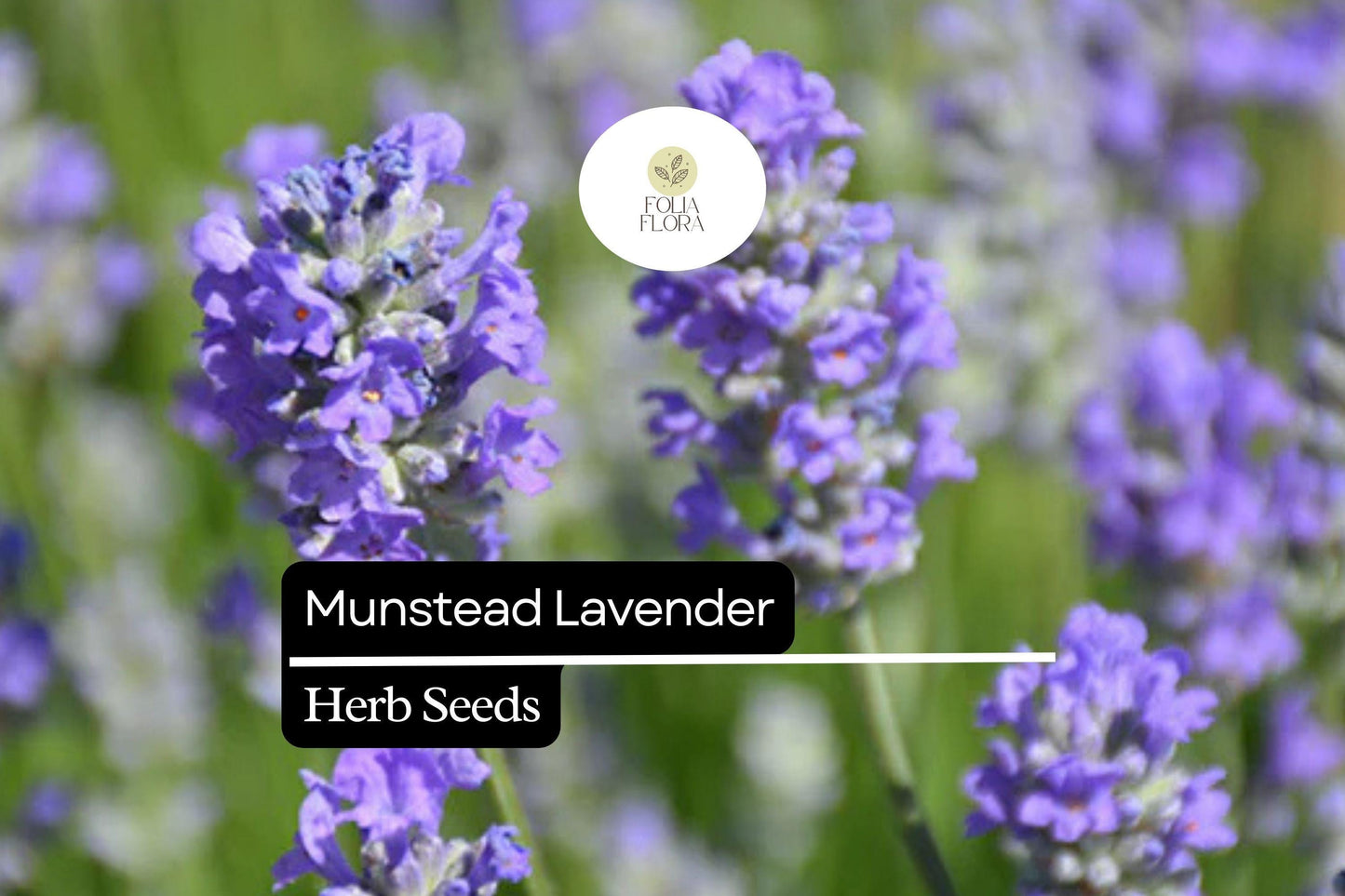 100 Seeds Munstead Lavender (Lavandula angustifolia) - Fragrant, Hardy English Lavender for Herb Gardens, Borders, Containers