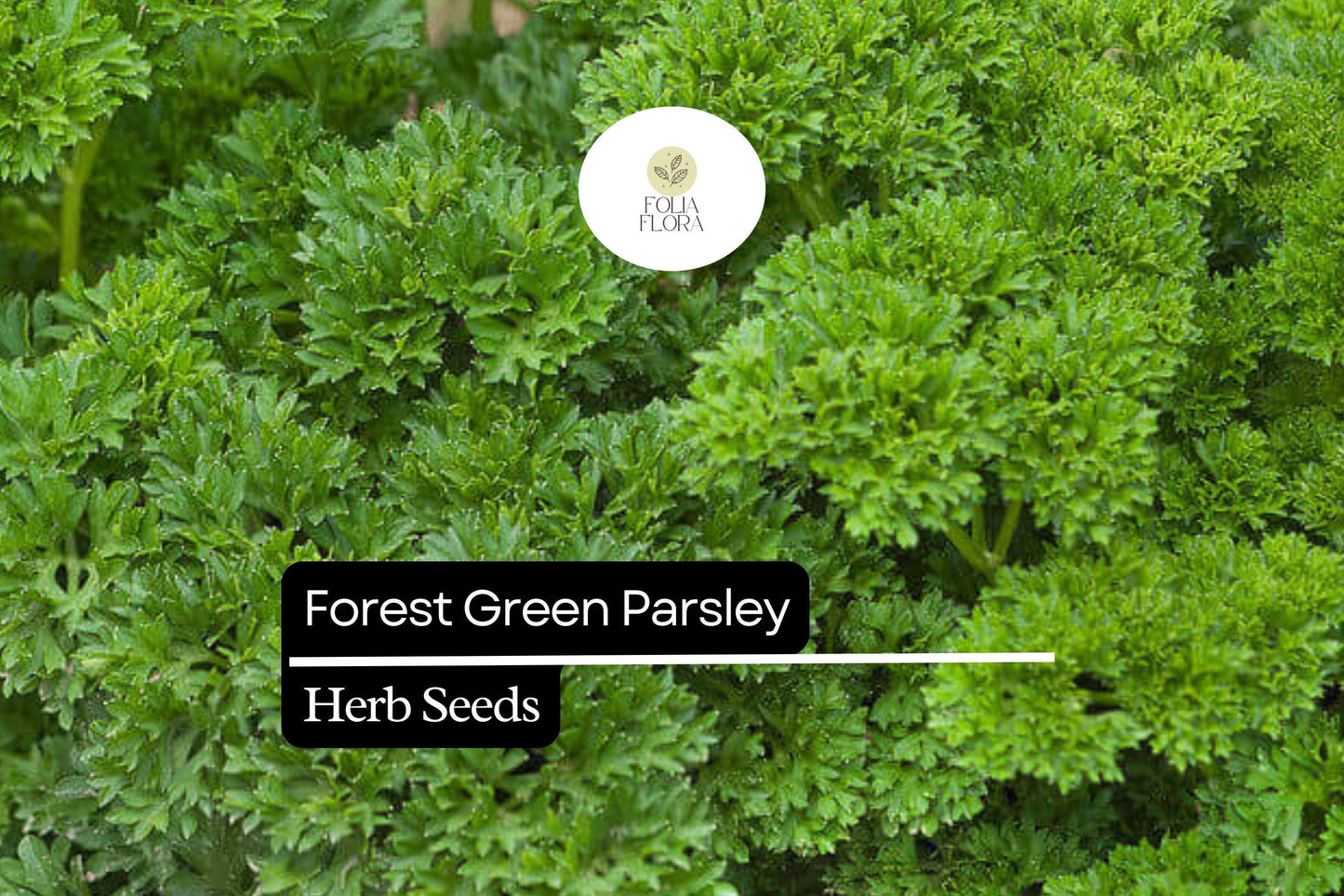 1200 Seeds Forest Green Parsley (Petroselinum crispum) - Aromatic Herb for Culinary & Garden Use, Compact, Deep Green Foliage