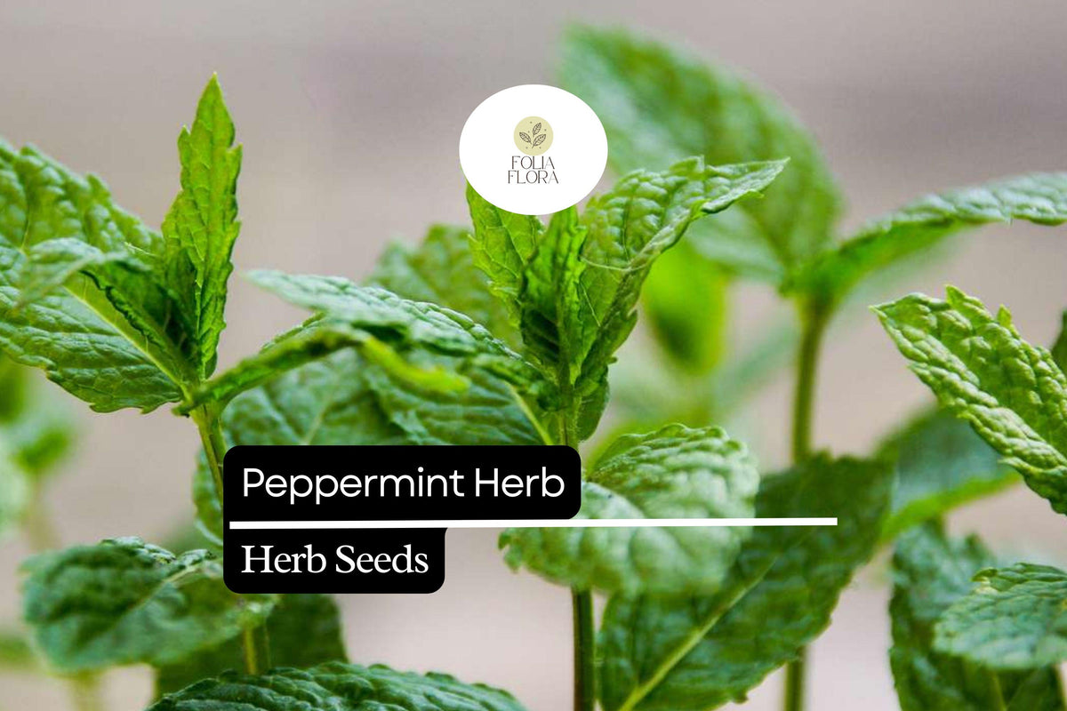 1000 Peppermint Seeds (Mentha × piperita) – Aromatic Culinary Herb for Tea, Cooking, Essential Oils