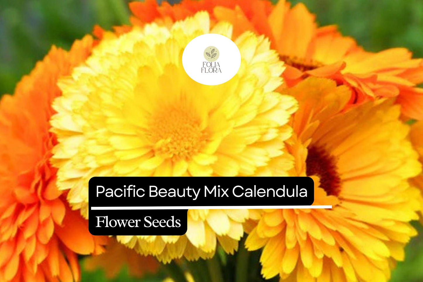 Calendula officinalis Pacific Beauty Mix Seeds – Bright Vibrant Flowers for Gardens, Borders & Containers