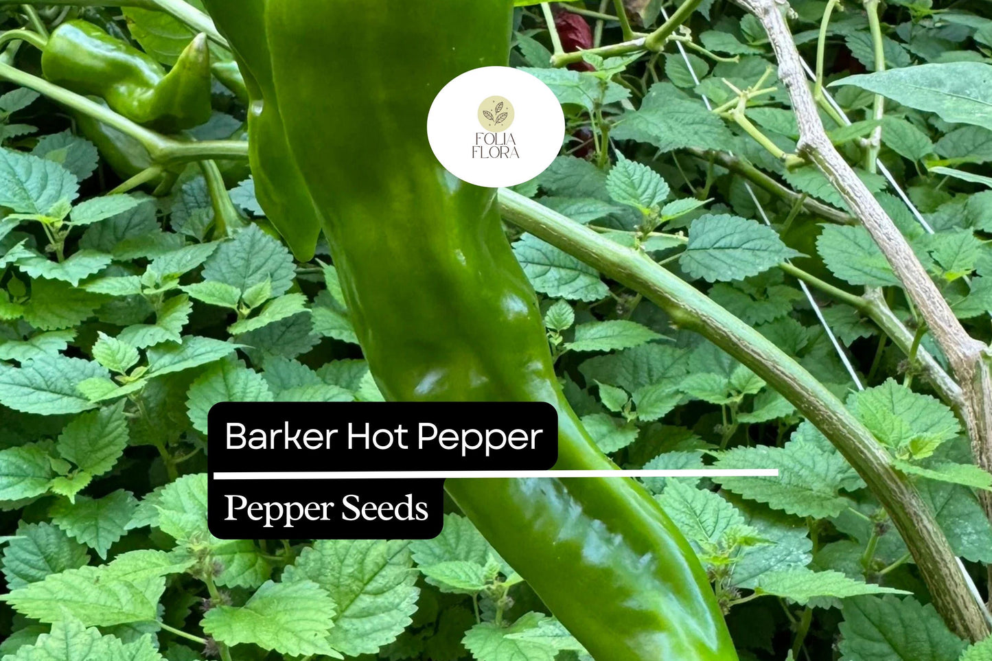 Barker Hot Pepper Seeds, Heirloom Non-GMO, Capsicum annuum, 250mg Packet for Salsas, Sauces, Drying