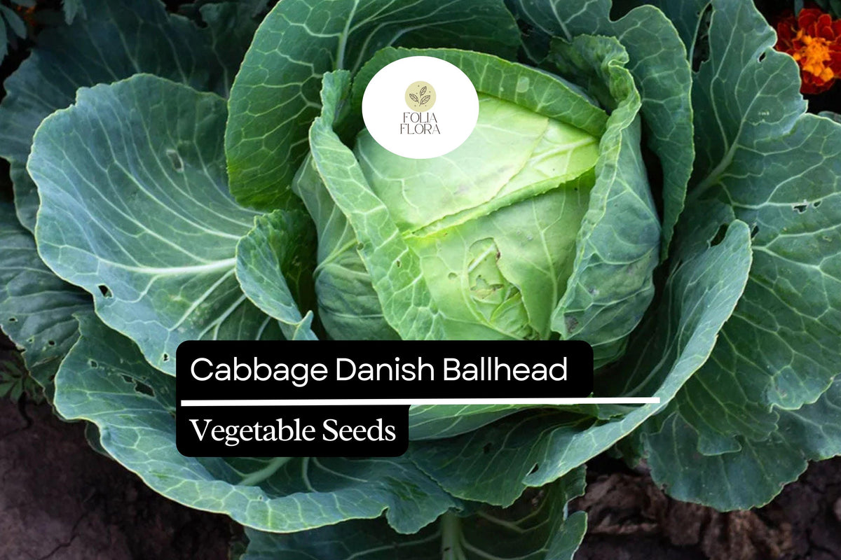 Danish Ballhead Cabbage Seeds | Heirloom, Cold-Hardy, Compact, Pale Green Brassica oleracea (1g)