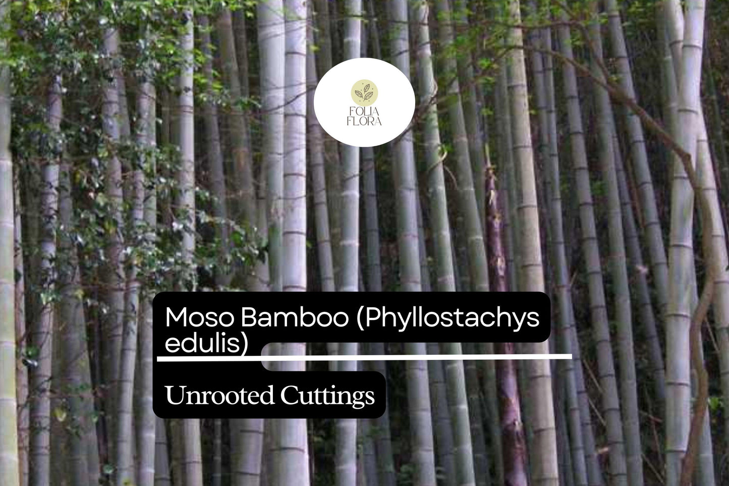 Unrooted Moso Bamboo Cutting | Phyllostachys edulis | Fast-Growing Privacy Screen & Ornamental Plant