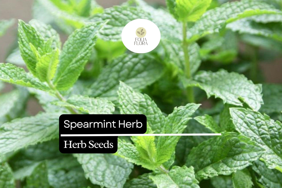 Spearmint Herb Seeds 30mg | Mentha spicata Aromatic Culinary & Medicinal Herb | Fast-Growing Perennial for Garden & Containers