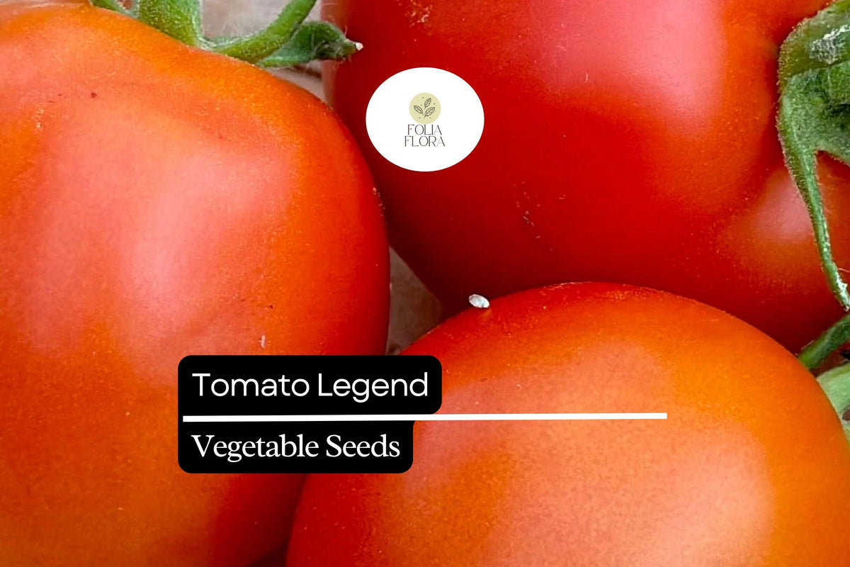 Legend Tomato Seeds - Non-GMO, Disease-Resistant, Solanum lycopersicum, Slicing & Salad, Medium to Large Fruits