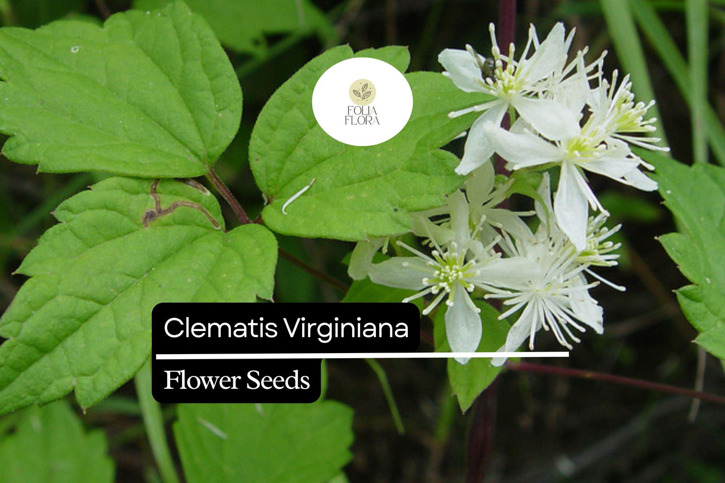 Clematis virginiana Seeds - Virgin's Bower Fragrant Climbing Vine for Pollinators, White Flowers, Native North American Plant