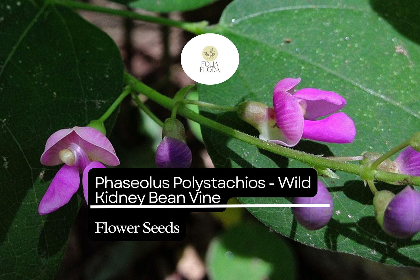 Wild Kidney Bean Vine Seeds – Perennial Climber with Purple Flowers, Phaseolus polystachios, Native Plant for Gardens and Trellises