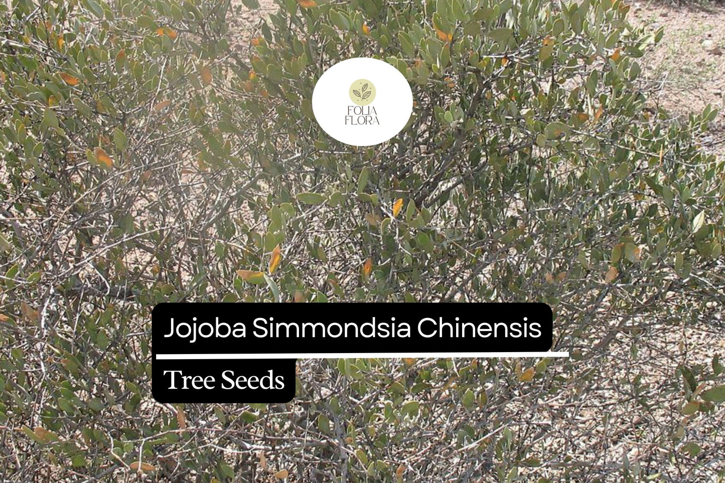 Jojoba Seeds 5pcs | Drought-Tolerant Oil-Rich Simmondsia Chinensis for Xeriscaping & Oil Production