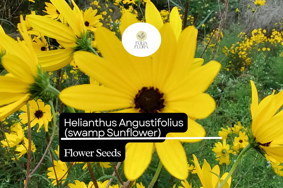 Swamp Sunflower Seeds | Helianthus angustifolius Native Wildflower for Wetlands & Gardens, Bright Yellow Blooms, Pollinator-Friendly, 100 Seeds