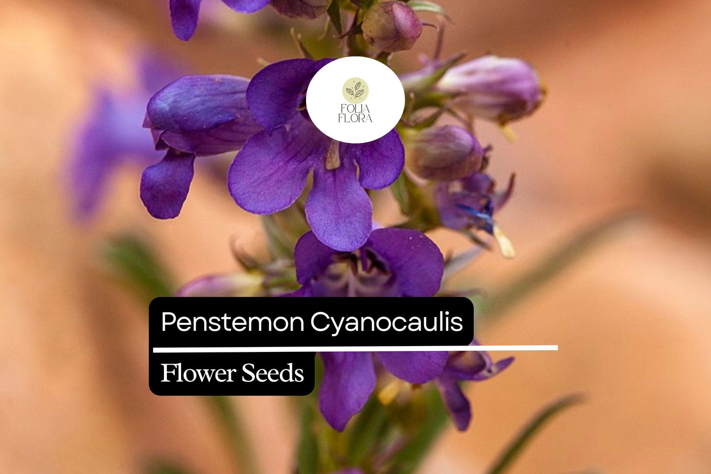 100mg Penstemon Cyanocaulis Seeds | Bluestem Penstemon | Drought-Tolerant Native Wildflower for Pollinator Gardens