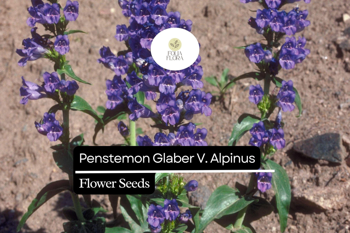 Alpine Smooth Penstemon Seeds, Native Wildflower for Rock Gardens, Drought-Tolerant, Pollinator-Friendly, Penstemon Glaber var. Alpinus