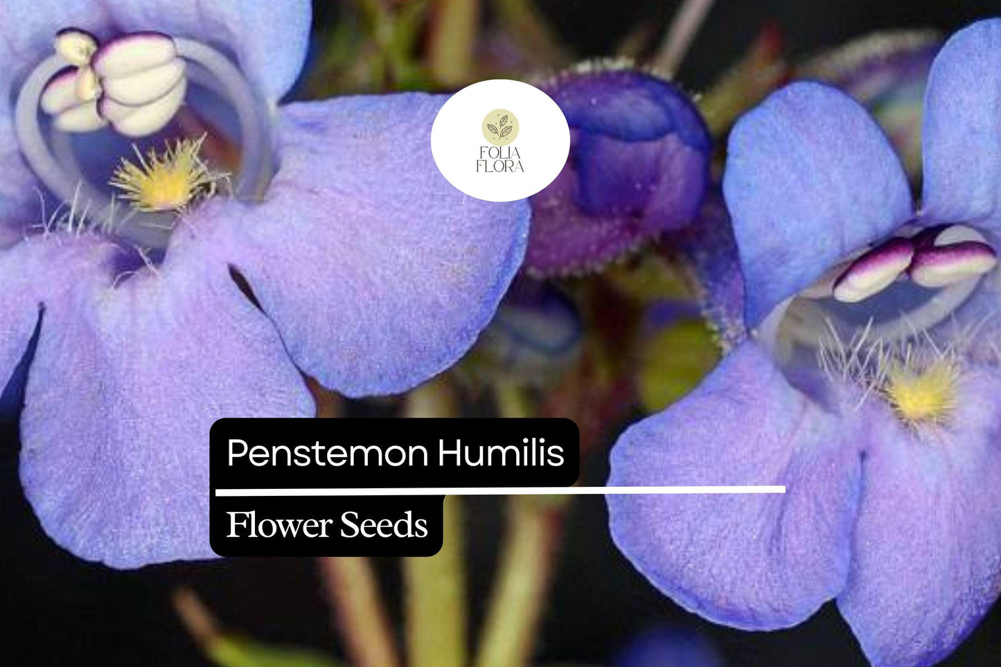 100mg Penstemon humilis Seeds - Low Beardtongue, Drought-Tolerant Wildflower for Rock Gardens & Pollinator Gardens