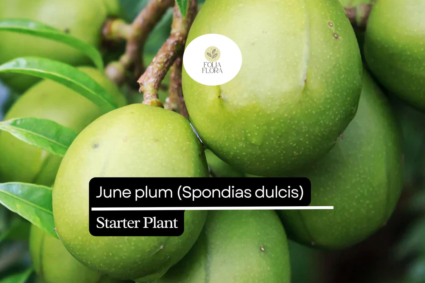 June Plum Starter Plant | 3-4 ft Tropical Fruit Tree | Spondias dulcis | Edible, High-Yielding, Ornamental