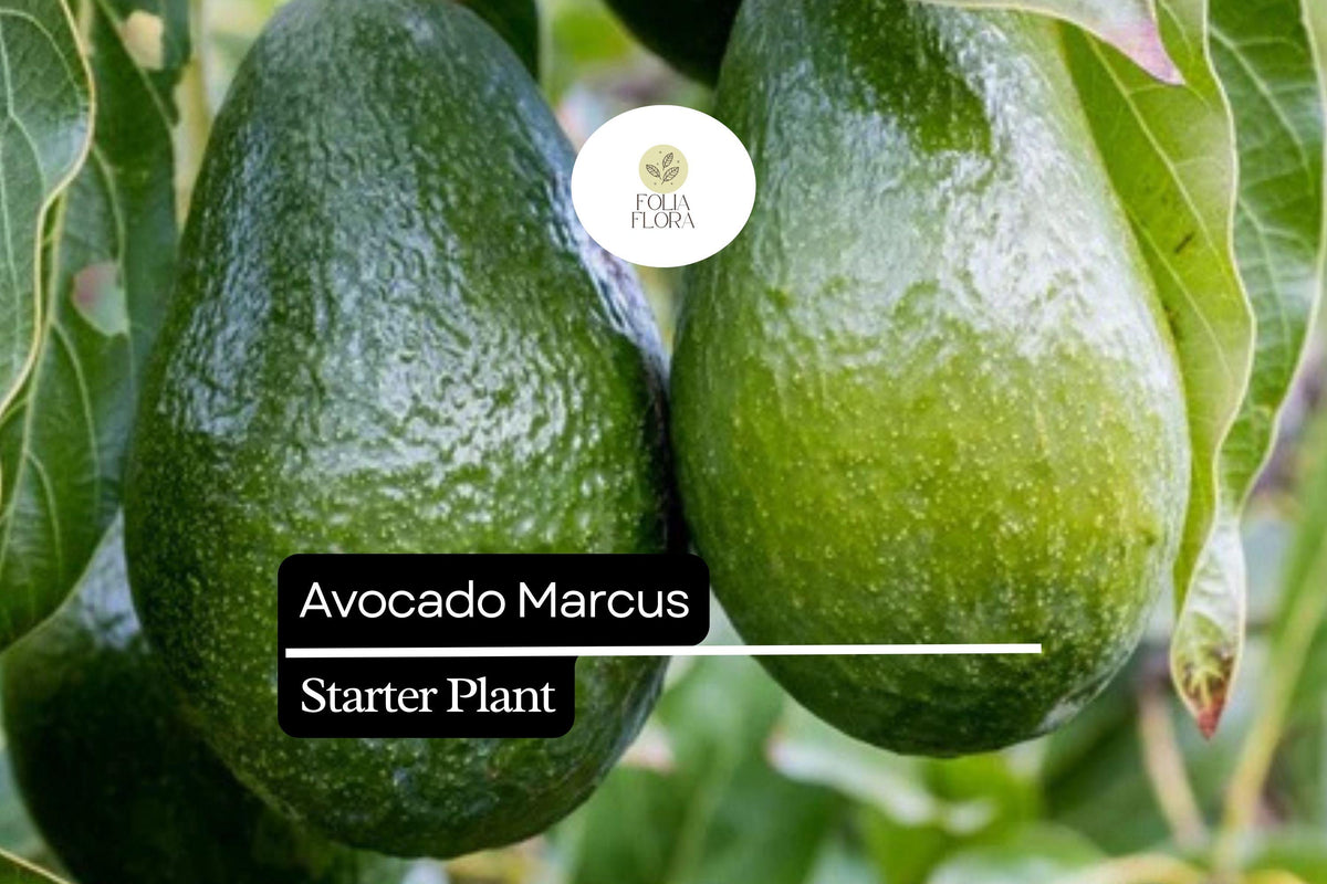 Live Avocado Tree Starter Plant – Marcus (Persea americana) 1-2 ft, Tropical Fruit Tree, Edible, Full Sun, Container or Outdoor