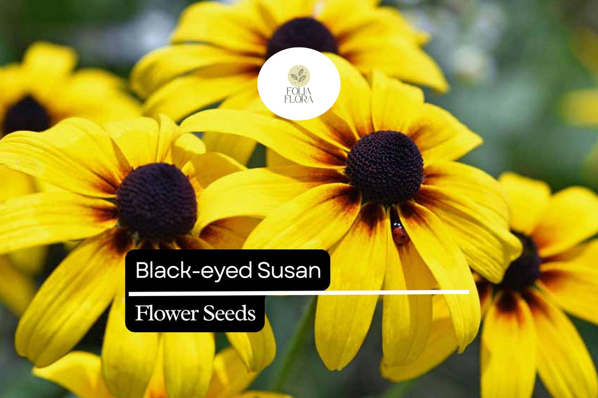 Black-eyed Susan Seeds, Rudbeckia hirta, Perennial Wildflower, Vibrant Yellow Blooms, Drought-Tolerant, Pollinator-Friendly