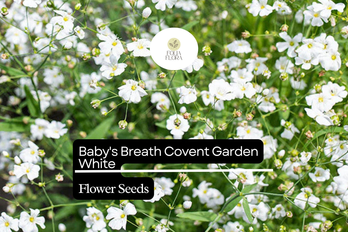 Baby's Breath Covent Garden White Seeds – Gypsophila elegans, Airy White Blooms, Annual Flower for Borders & Bouquets