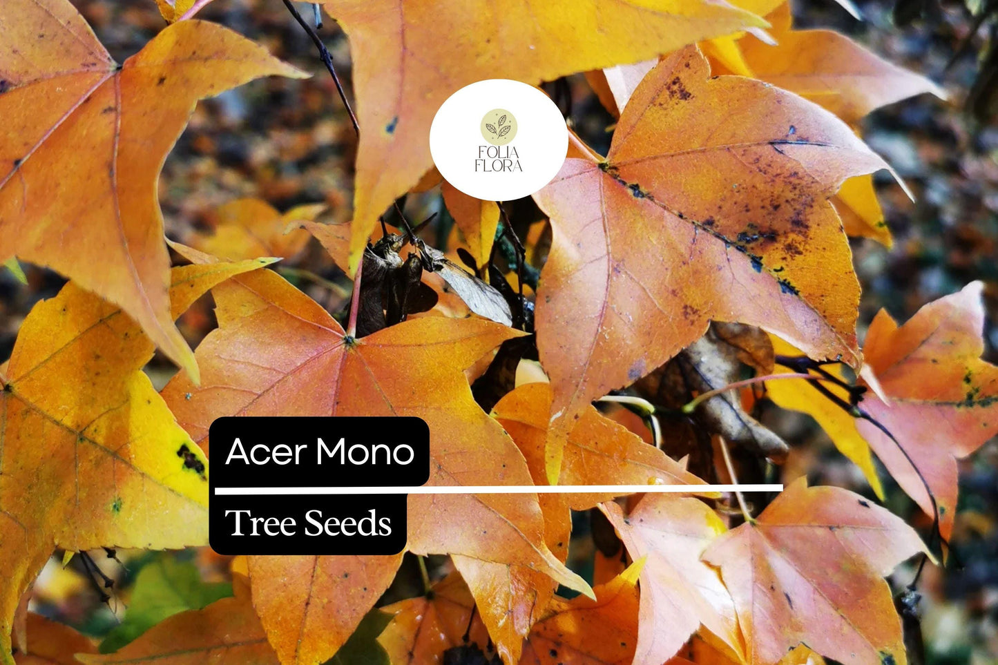 Acer Mono Seeds - Painted Maple Tree with Vibrant Fall Foliage, Deciduous, Hardy, Wildlife-Friendly, Acer mono