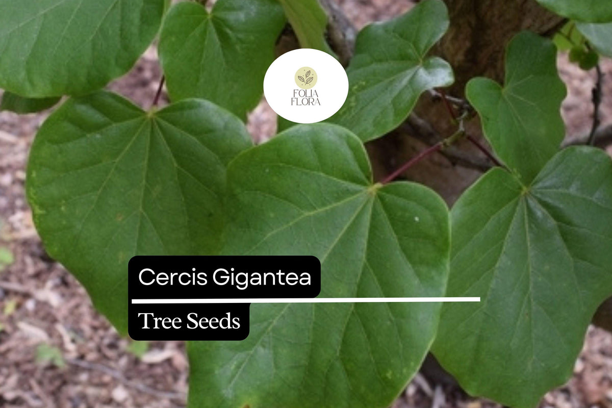 10 Seeds Cercis gigantea, Giant Redbud Tree, Pink Blossom Ornamental Deciduous Tree for Gardens & Landscaping