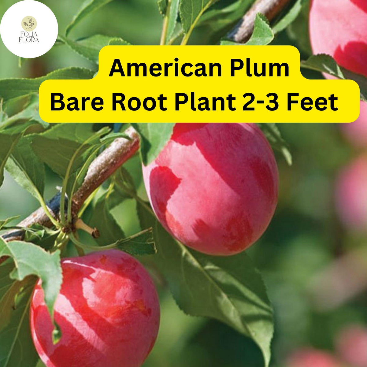 American Plum Tree Bare Root Plant – Edible Tart Fruit, White Blossoms, Prunus americana