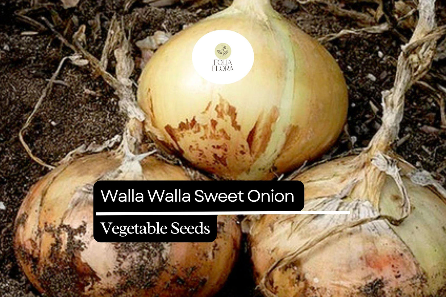 100 Seeds Walla Walla Sweet Onion Allium cepa Large Mild Bulbs Garden Favorite