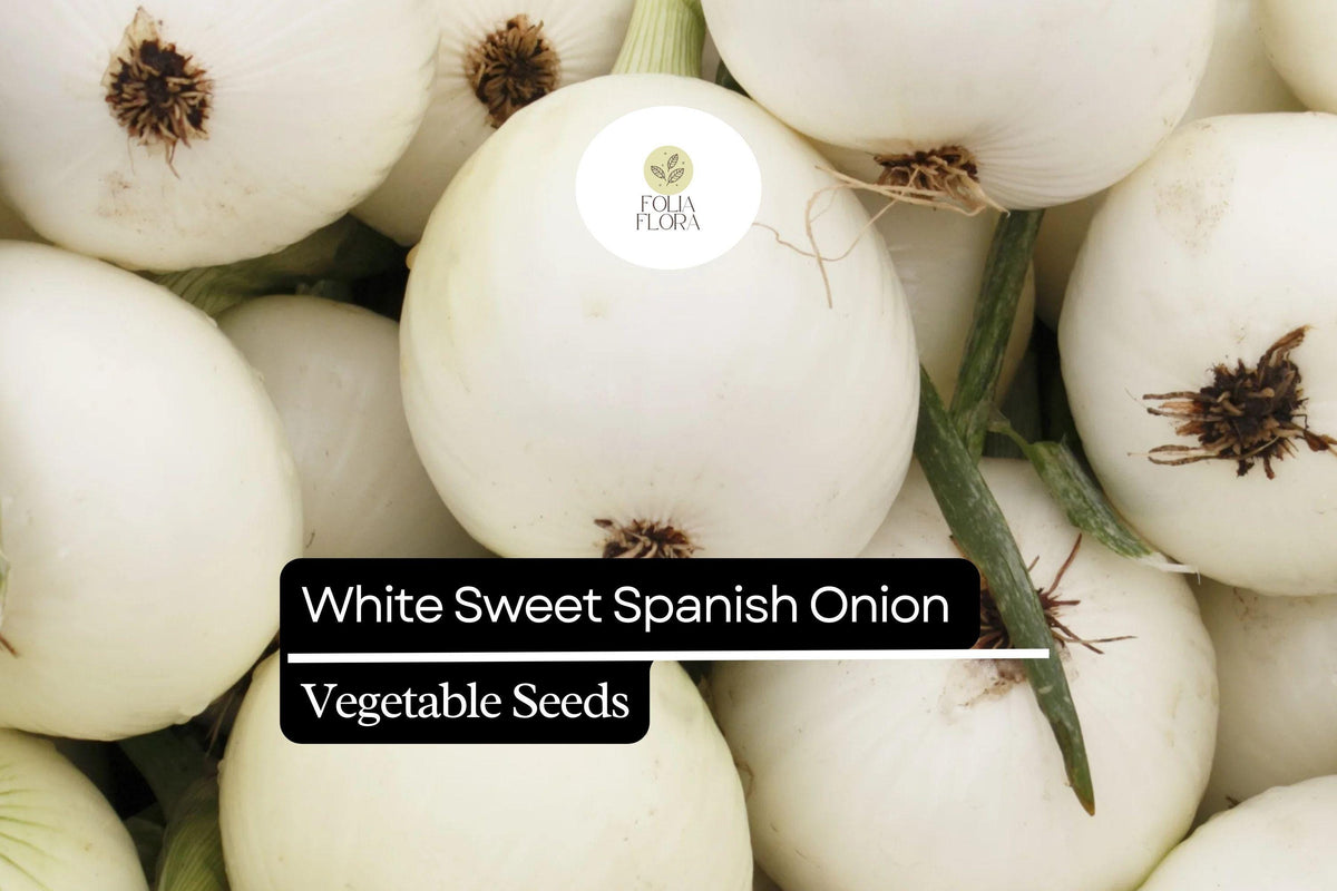 200 Seeds White Sweet Spanish Onion Allium cepa Heirloom Bulbs for Cooking & Salad