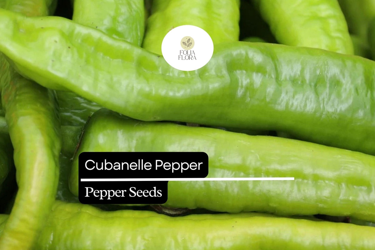 30 Seeds Cubanelle Pepper Seeds, Sweet Mild Heirloom Capsicum Annuum for Frying, Roasting & Stuffing