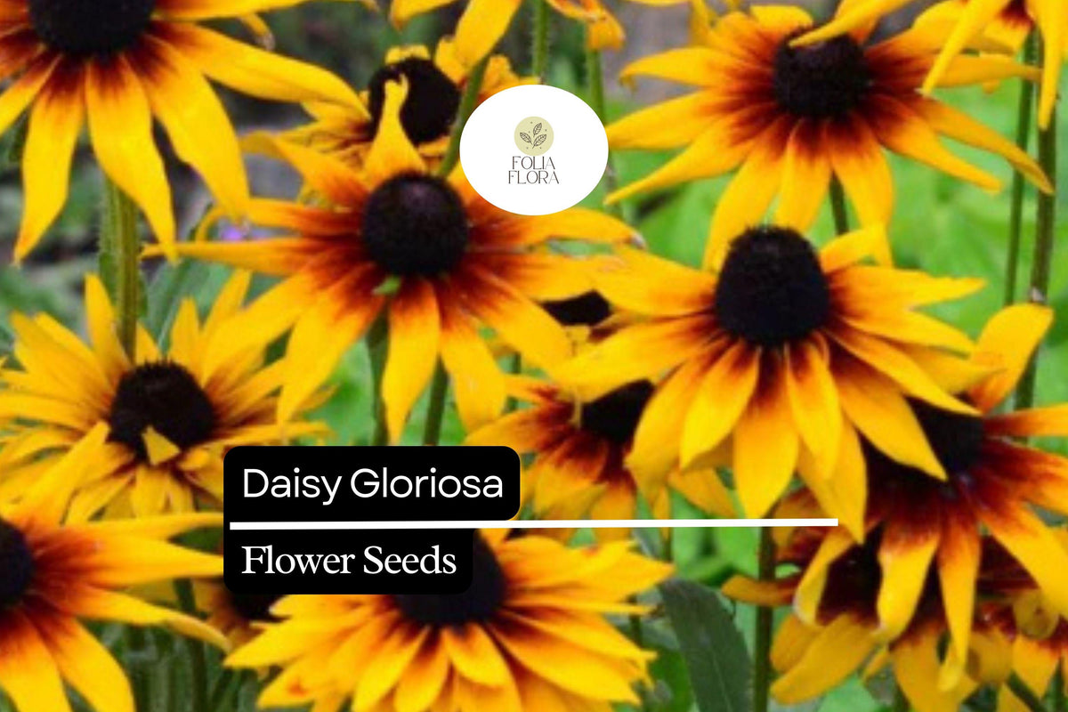 Gloriosa Daisy Seeds – Rudbeckia Hirta, Yellow-Orange Blooms, Pollinator-Friendly, Deer-Resistant, Perennial Wildflower