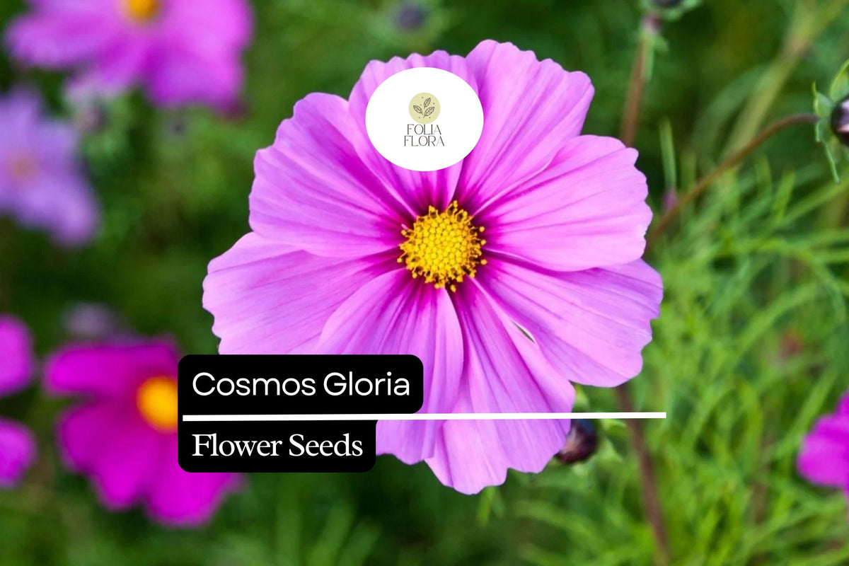 2000 Cosmos Gloria Seeds – Bright Pink, Pollinator-Friendly Annual Flowers, Cosmos bipinnatus for Gardens, Borders & Wildflower Meadows