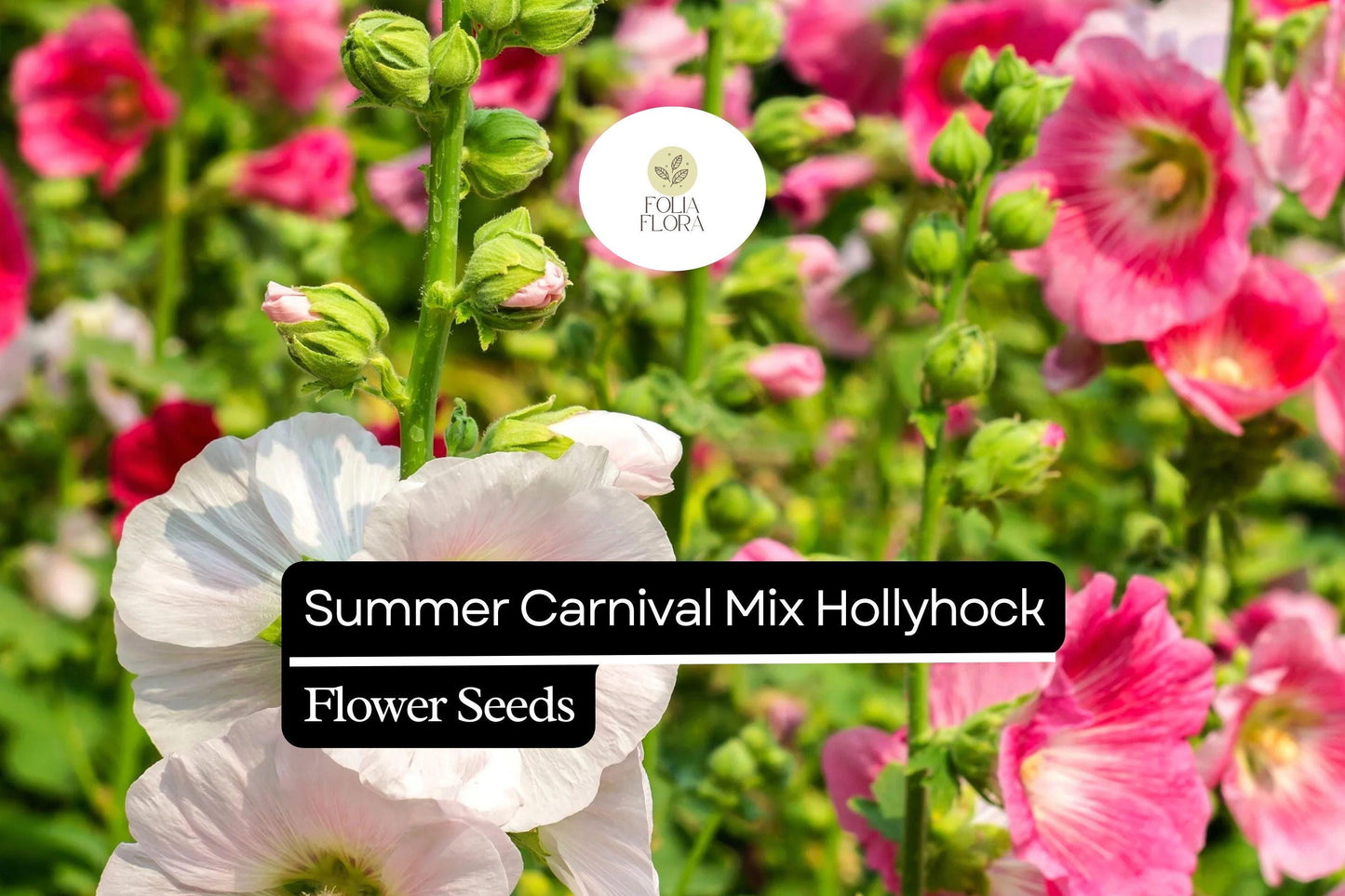 Summer Carnival Hollyhock Seeds – Mix of Red, Pink, Yellow, White – Alcea rosea – Cottage Garden, Pollinator-Friendly, Reseeding