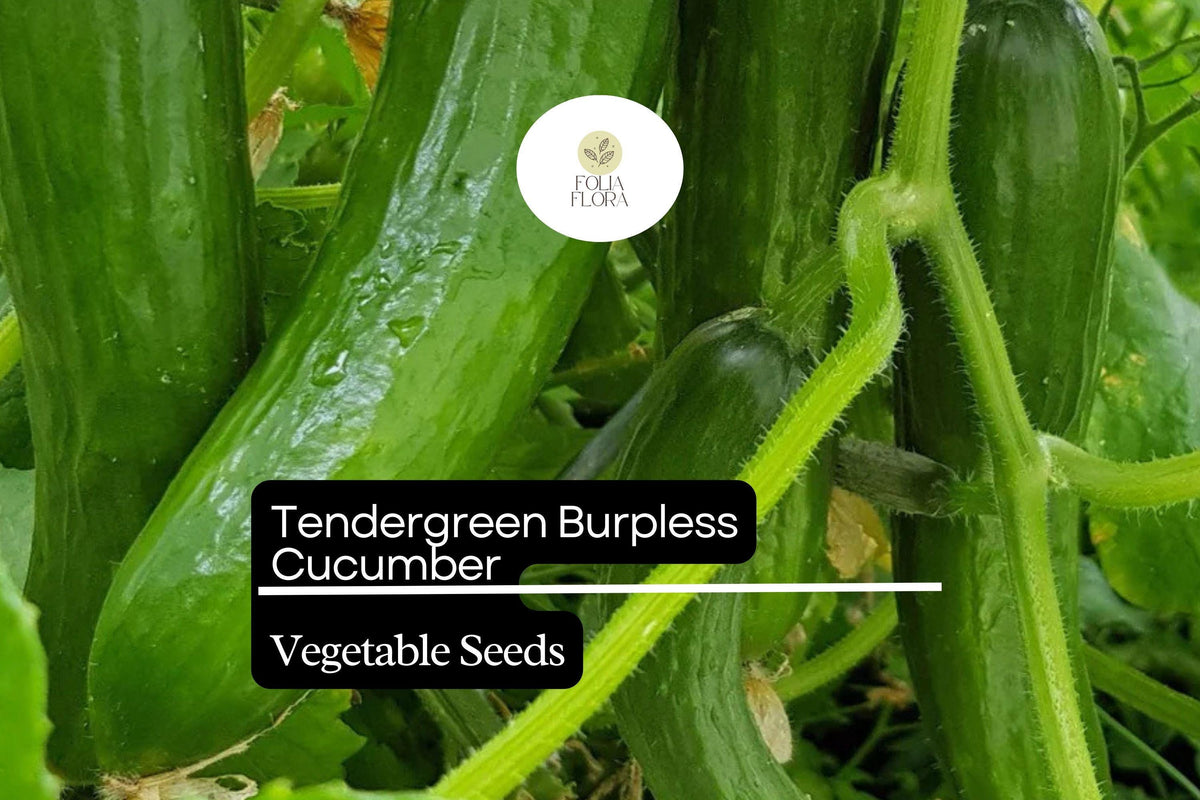 Tendergreen Burpless Cucumber Seeds – Non-Bitter, Climbing Vines, 6-8 Inch Fruits, Cucumis sativus