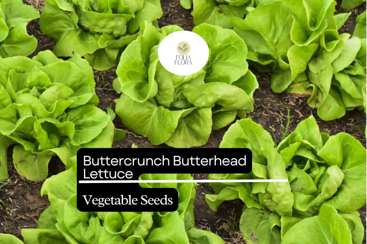 500 Seeds Buttercrunch Lettuce Lactuca sativa Tender Green Leaf Salad Greens, Heat-Tolerant, Slow to Bolt