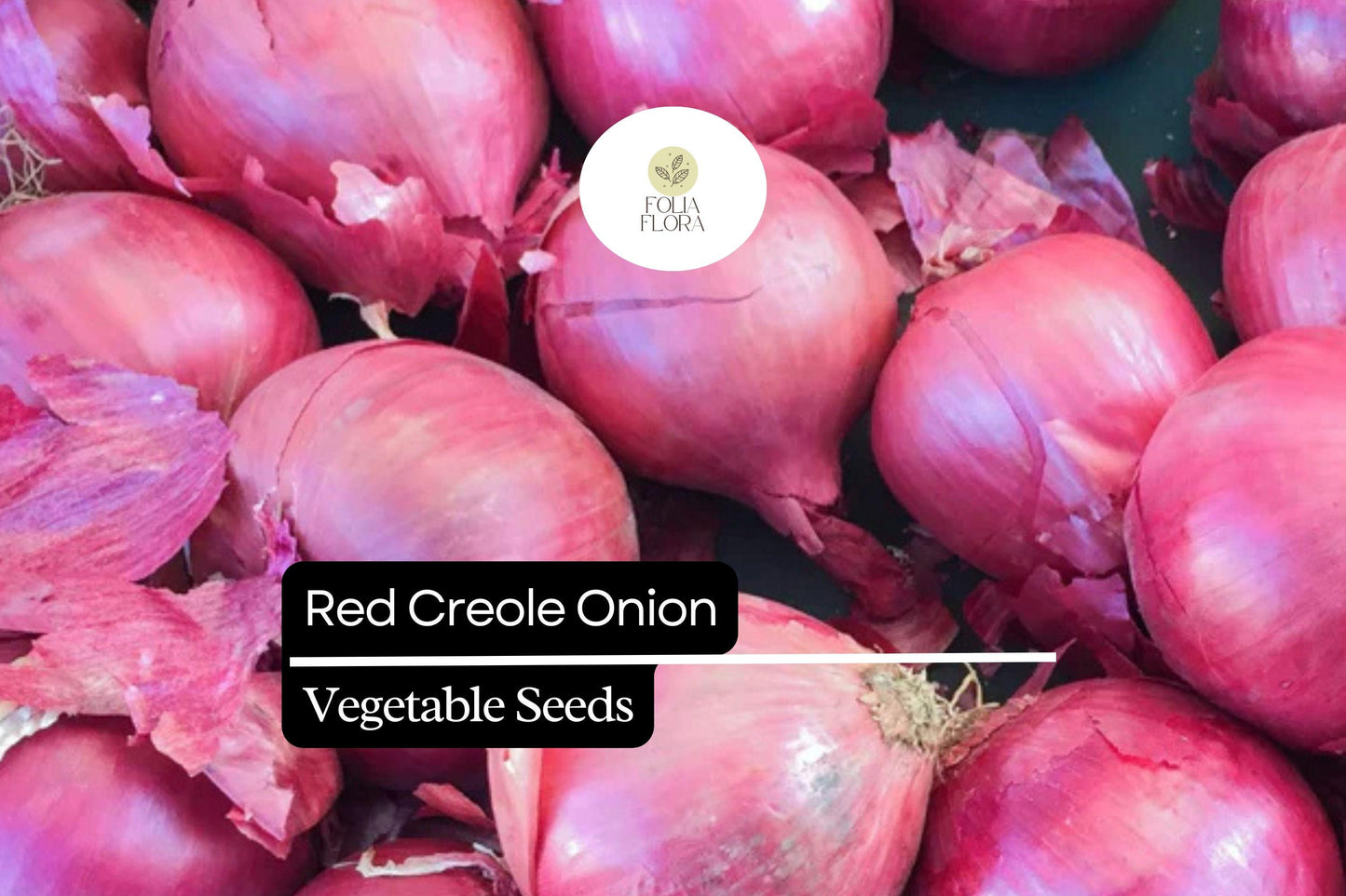 200 Seeds Red Creole Onion Allium cepa Heirloom, Deep Red, Flavorful Bulb for Cooking & Storage