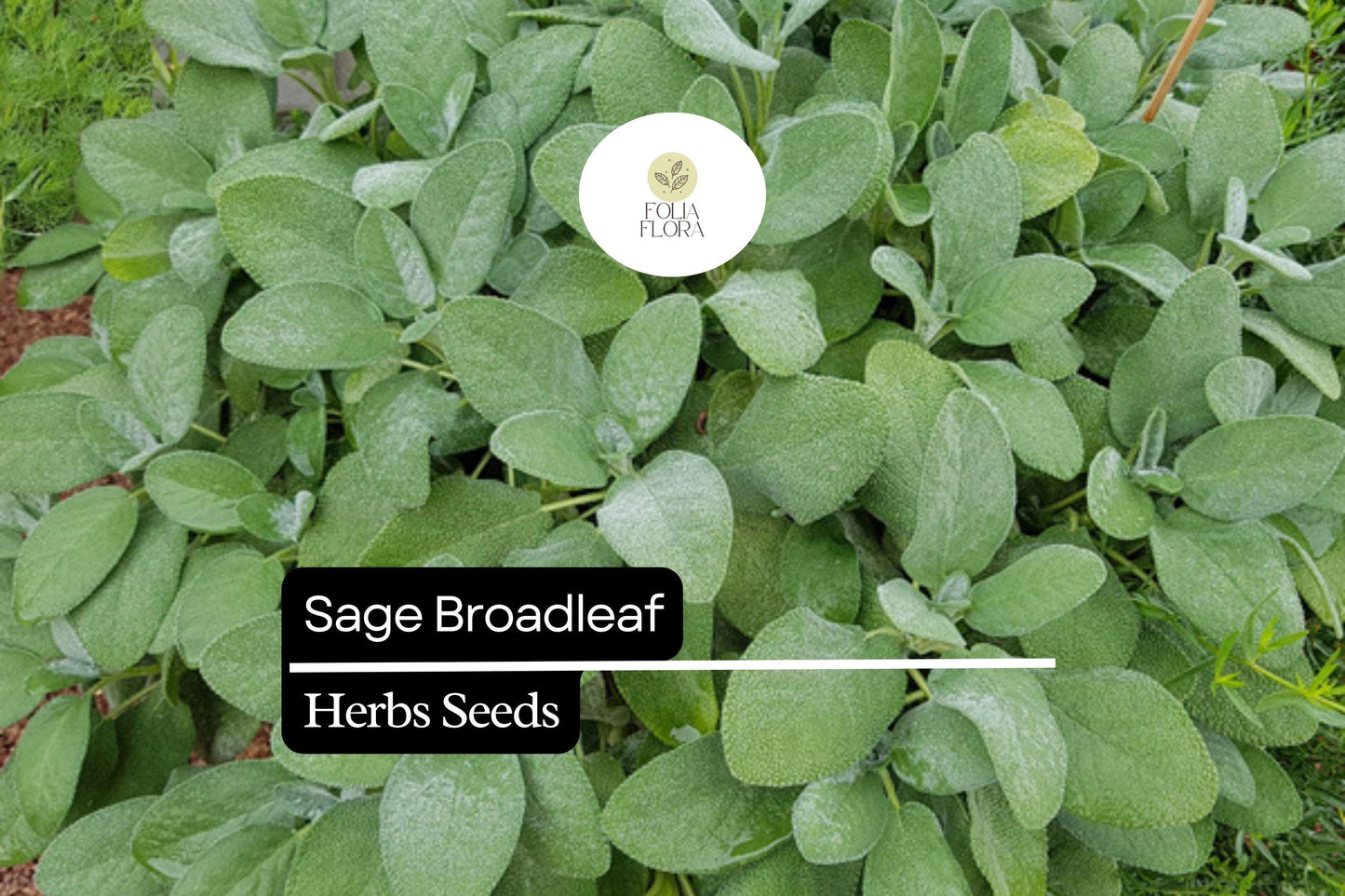 Sage Broadleaf Seeds | Aromatic Culinary Herb | Salvia officinalis | Drought-Tolerant Perennial for Garden & Kitchen
